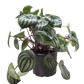 Peperomia Watermelon