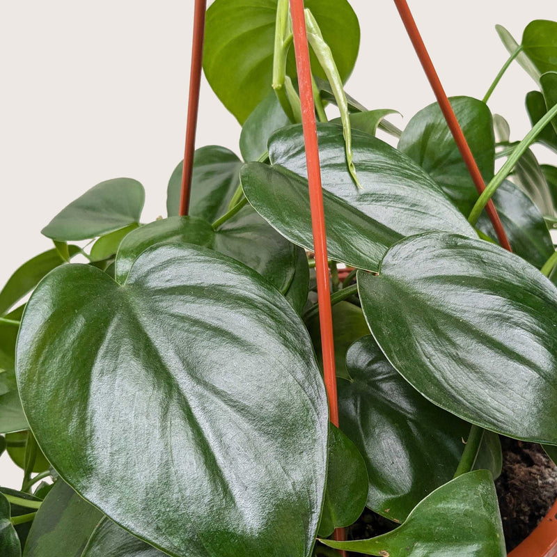 Philodendron Cordatum (Philodendron cordatum) – Easy-Care Heartleaf Vine