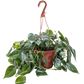 Philodendron Cordatum (Philodendron cordatum) – Easy-Care Heartleaf Vine