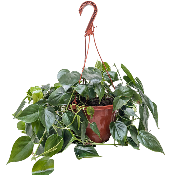 heartleaf philodendron office Philodendron Cordatum – Easy-Care Heartleaf Vine for Home & Office – The Garland Guy