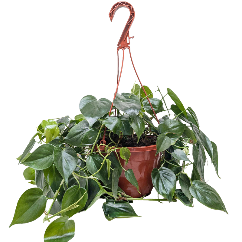 Philodendron Cordatum (Philodendron cordatum) – Easy-Care Heartleaf Vine