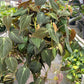 Philodendron Micans (Philodendron hederaceum) – Velvety, Vining, and Elegant