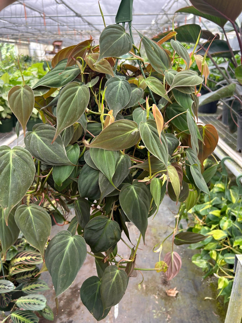 Philodendron Micans (Philodendron hederaceum) – Velvety, Vining, and Elegant