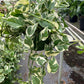 Pothos, Epipremnum aureum (Devil’s Ivy) – Easy-Care Indoor Vining Plant