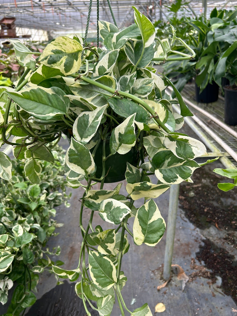 Pothos, Epipremnum aureum (Devil’s Ivy) – Easy-Care Indoor Vining Plant