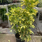 Schefflera Variegated
