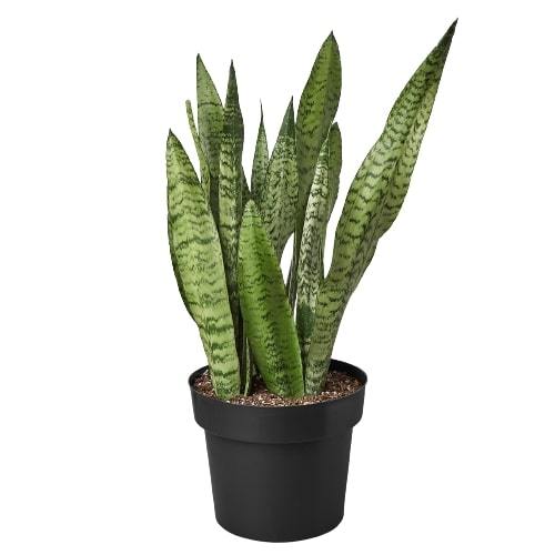 Snake Plant ‘Zeylanica’ (Sansevieria trifasciata) – Low-Maintenance, Air-Purifying Houseplant