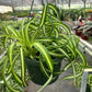 Spider Plant (Chlorophytum comosum) – Air-Purifying, Easy-Care Classic