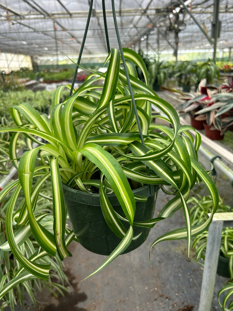 Spider Plant (Chlorophytum comosum) – Air-Purifying, Easy-Care Classic