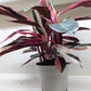 Stromanthe Triostar