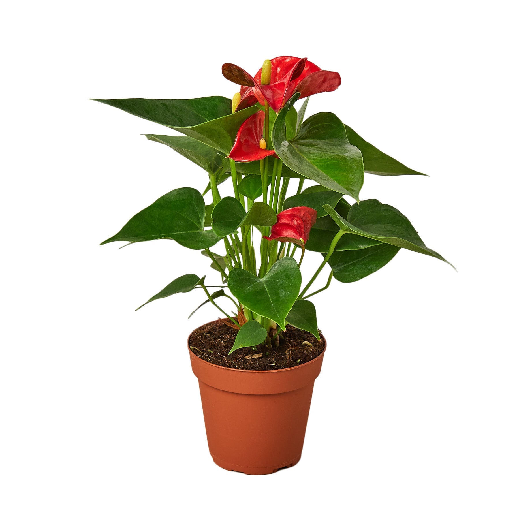 The Garland Guy Anthurium - Thumbnail 3