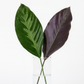 Louie Calathea Leaf Bunches – 10 Stems of Tropical Greenery (12–15")