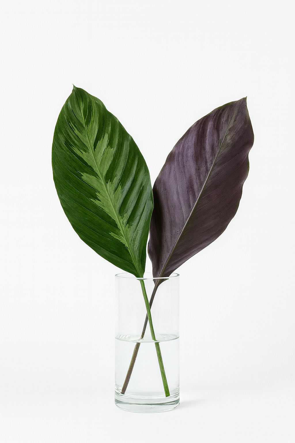 Louie Calathea Leaf Bunches – 10 Stems of Tropical Greenery (12–15")