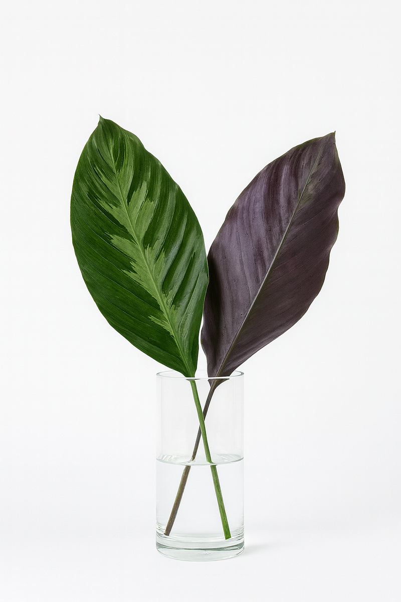 Louie Calathea Leaf Bunches – 10 Stems of Tropical Greenery (12–15")