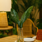 Green "A" Aspidistra Bunches