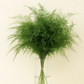 Plumosus Fern (Plumosa, Asparagus Fern) – 20 Stem Bunches | The Garland Guy