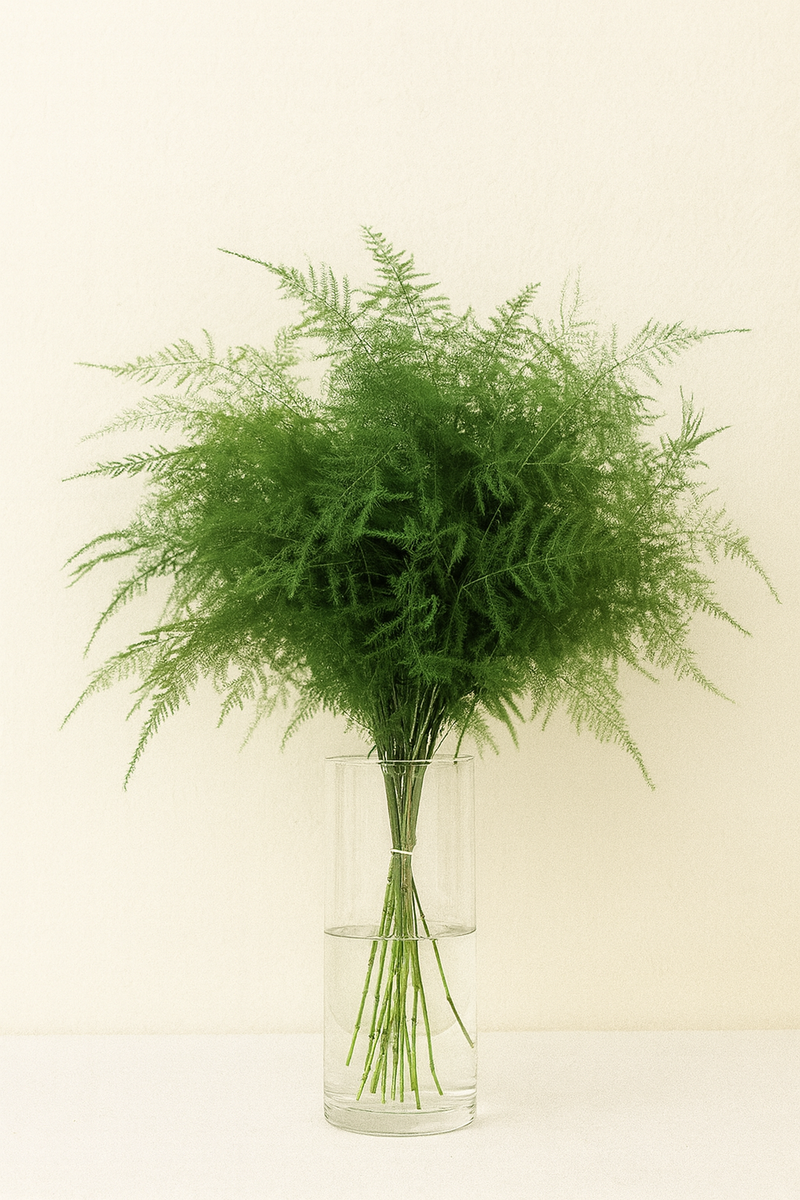 succulent asparagus Plumosus Fern (Plumosa, Asparagus Fern) – 20 Stem Bunches