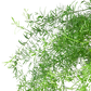 Fern 'Sprengeri'