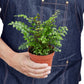 Mahogany Fern