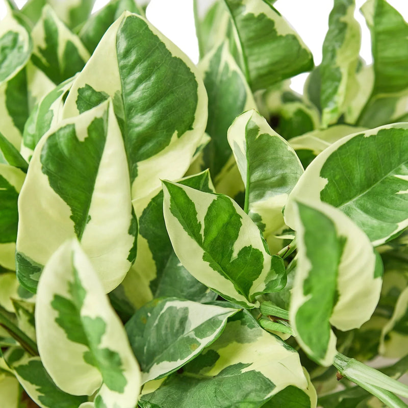 Pothos, Epipremnum aureum (Devil’s Ivy) – Easy-Care Indoor Vining Plant