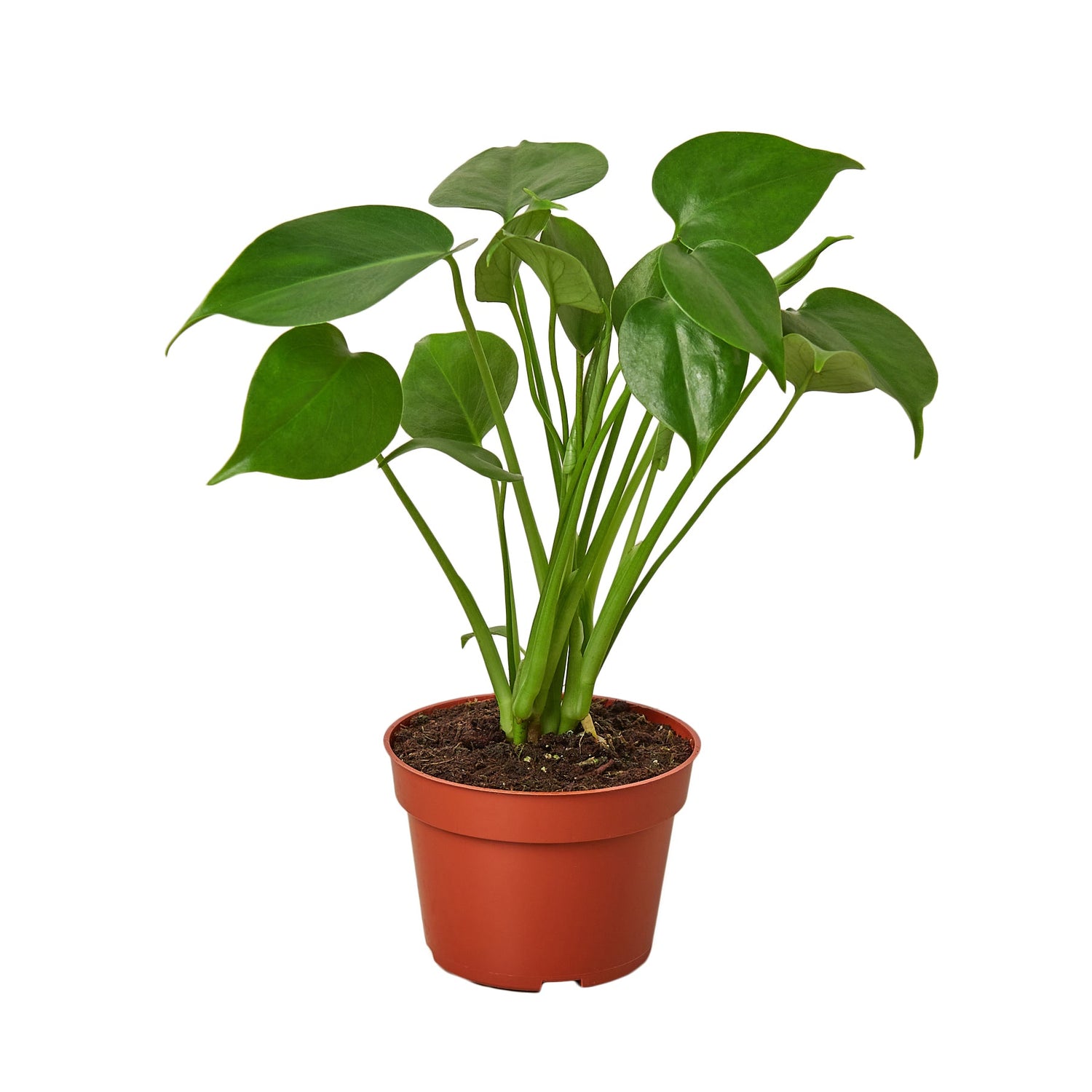 Philodendron Monstera deliciosa – Iconic Swiss Cheese Plant