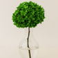 Large Bleached, Preserved Green Hydrangeas