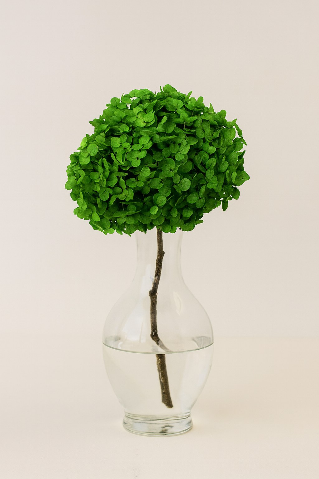 Large Bleached, Preserved Green Hydrangeas