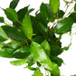 Ficus 'Benjamina' - 6" Pot