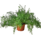 Fern 'Sprengeri'