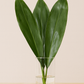 Green Ti Leaf Bunches – 10 Stems of Bold Tropical Foliage (26–32")