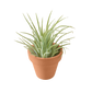 Ionantha Guatemala Tillandsia Air Plant with Terra Cotta
