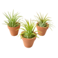3 Ionantha Air Plants with Mini Terra Cotta Pots