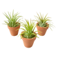 3 Ionantha Air Plants with Mini Terra Cotta Pots