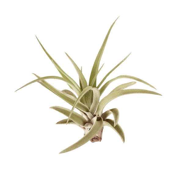 grey air plant Tillandsia Air Plant Veluntina | Indoor Plant