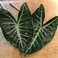 Alocasia Leaf Bunches – 5 Stems of Bold Tropical Greenery (16–20")