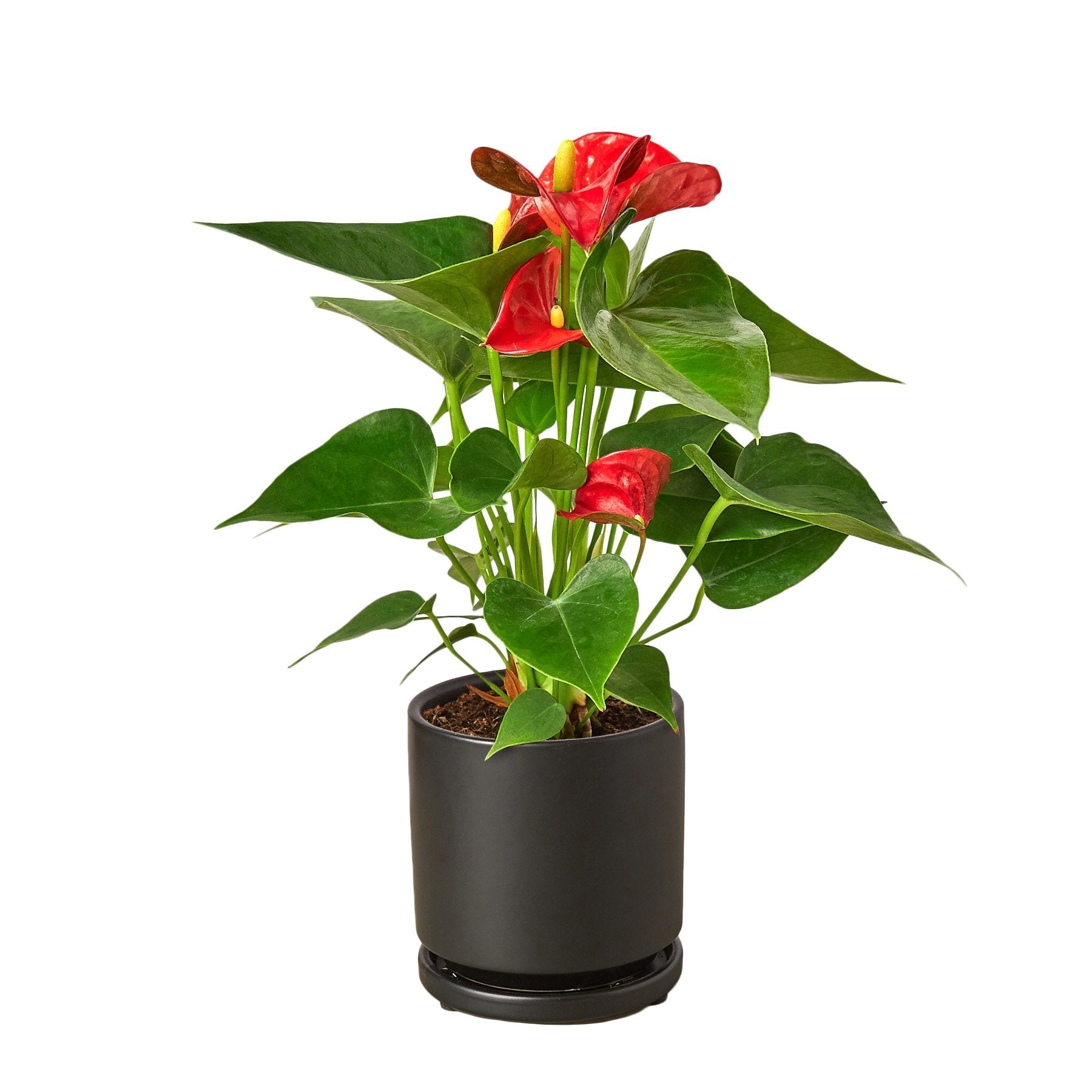 The Garland Guy Anthurium