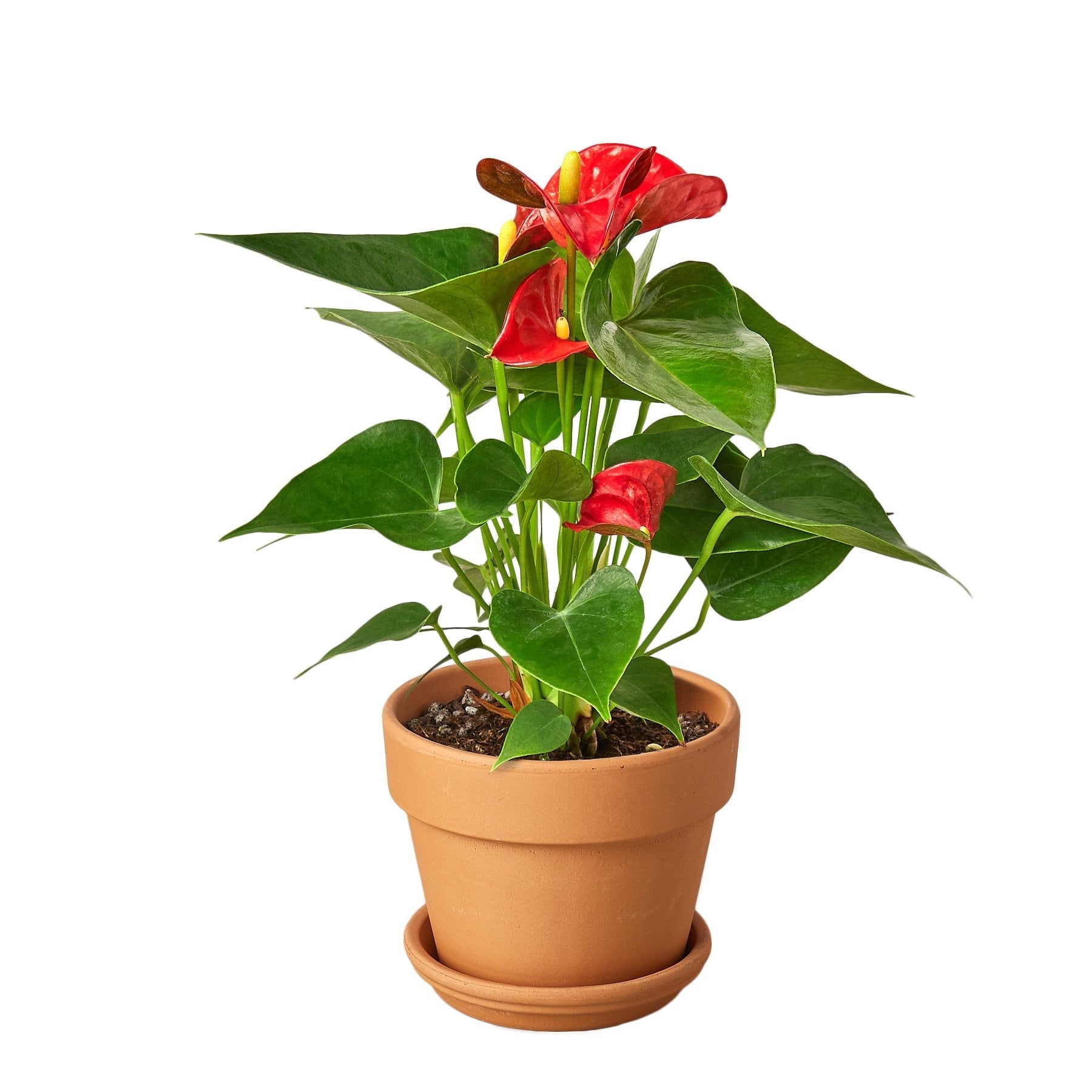 The Garland Guy Anthurium - Thumbnail 2