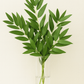 Fresh Bay Leaf Foliage (Laurus Nobilis, Laurel) – Premium Greenery 🌿✨