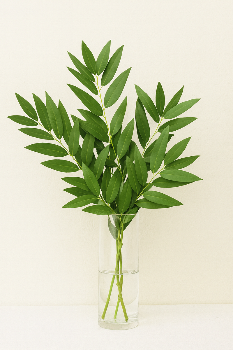 Fresh Bay Leaf Foliage (Laurus Nobilis, Laurel) – Premium Greenery 🌿✨