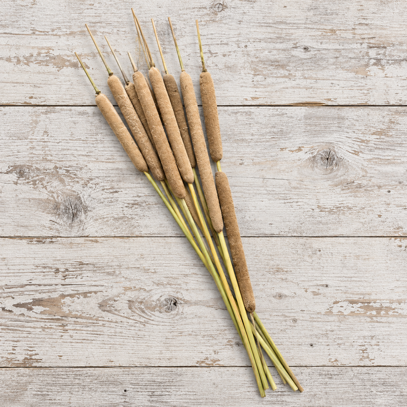 Cattail Bunches