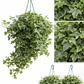 Variegated English Ivy Plant in Hanging Basket – Lush, Air-Purifying Indoor/Outdoor Greenery