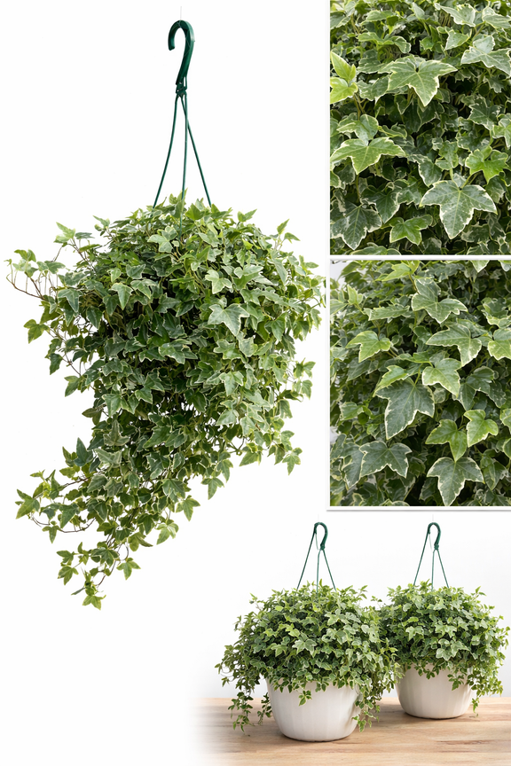 indoor hanging plant vines Variegated English Ivy Plant in Hanging Basket – Lush, Air-Purifying I – The Garland Guy