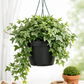 Variegated English Ivy Plant in Hanging Basket – Lush, Air-Purifying Indoor/Outdoor Greenery