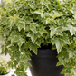 Variegated English Ivy Plant in Hanging Basket – Lush, Air-Purifying Indoor/Outdoor Greenery
