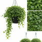 English Ivy Plant in Hanging Basket – Lush, Air-Purifying Indoor/Outdoor Greenery