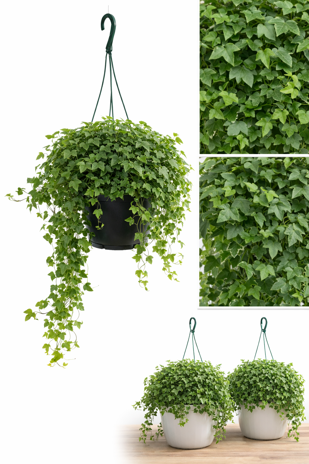 hanging ivy plant indoor English Ivy Plant in Hanging Basket – Lush, Air-Purifying Indoor/Outdo – The Garland Guy