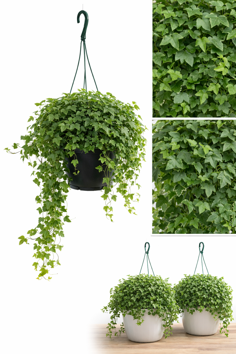 hanging ivy plants outdoor English Ivy Plant in Hanging Basket – Lush, Air-Purifying Indoor/Outdoor Greenery