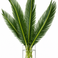 Sago Palm Bunches