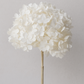 White Bleached Preserved Hydrangeas