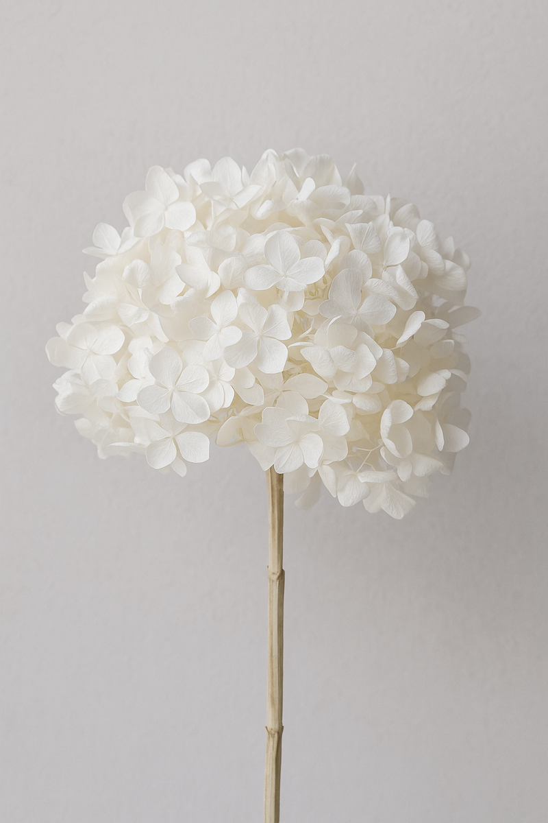 White Bleached Preserved Hydrangeas
